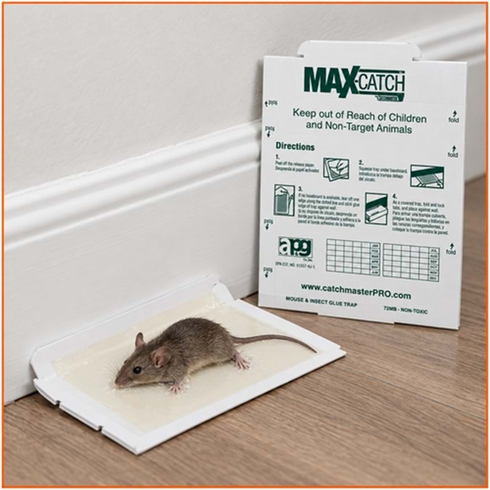 Max-catch Karton Fare Yapışkan Tuzakları